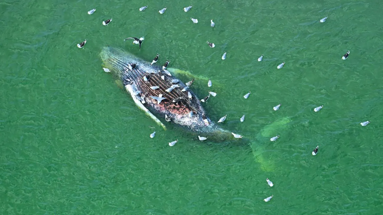 Denmark. Danish authority: No transmitter on dead whale off island