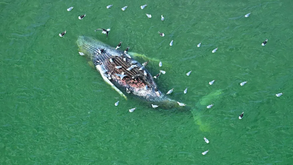 Ein toter Wal liegt vor der dänischen Insel Anholt. Foto: Jonas Walzberg/dpa
