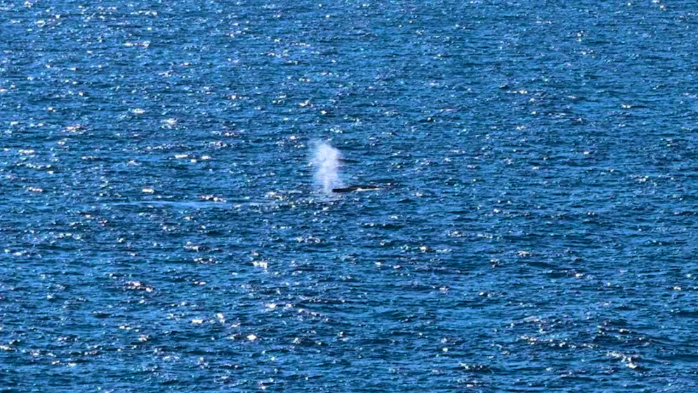 ARCHIVE - The bladder of a whale in the sea near Skagen. Photo: Sebastian Peters/NEWS5/dpa/Archivbildd - ATTENTION: This photo has already been broadcast by dpa on the radio