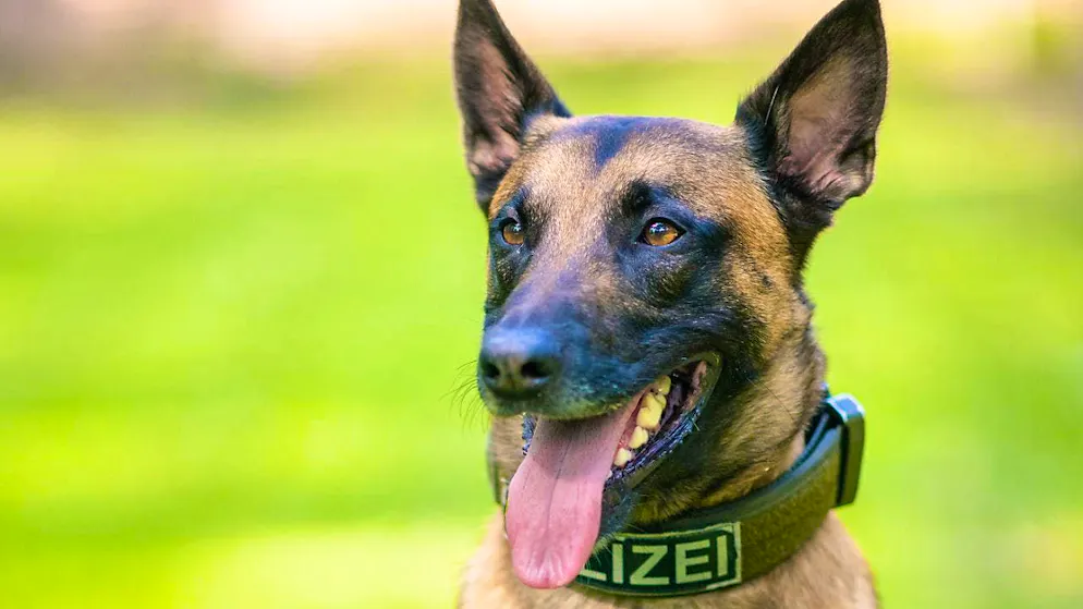 This police dog only serves as a symbolic image.