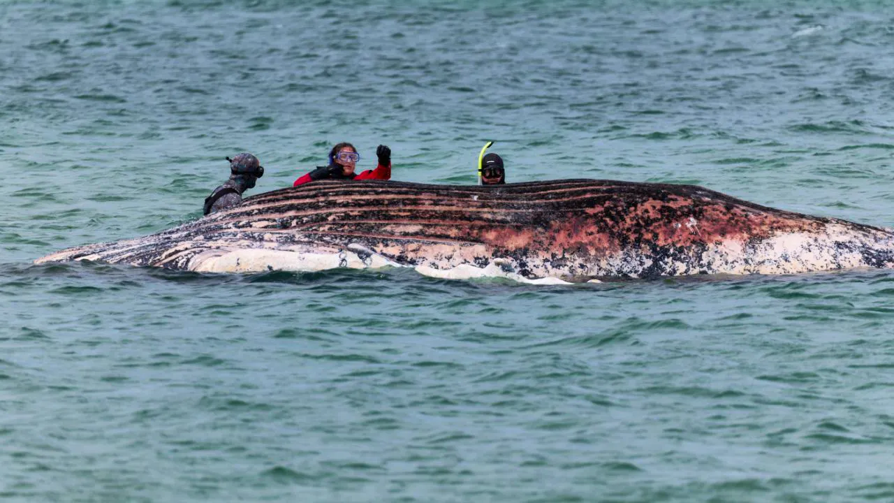 Aktuell. Behörden: Toter Wal vor Dänemark ist Ostsee-Wal «Timmy»