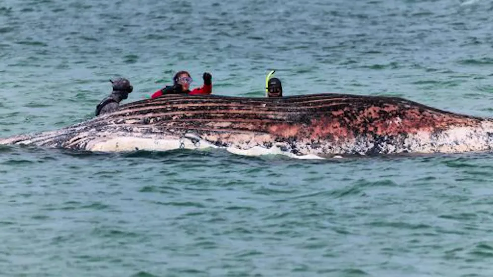 Al largo dell'isola di Anholt. L'autorità danese: «Sulla balena morta trovato il localizzatore di Timmy»