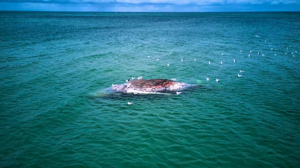 dpatopbilder - A dead whale lies off the Danish island of Anholt. Photo: Marcus Golejewski/dpa