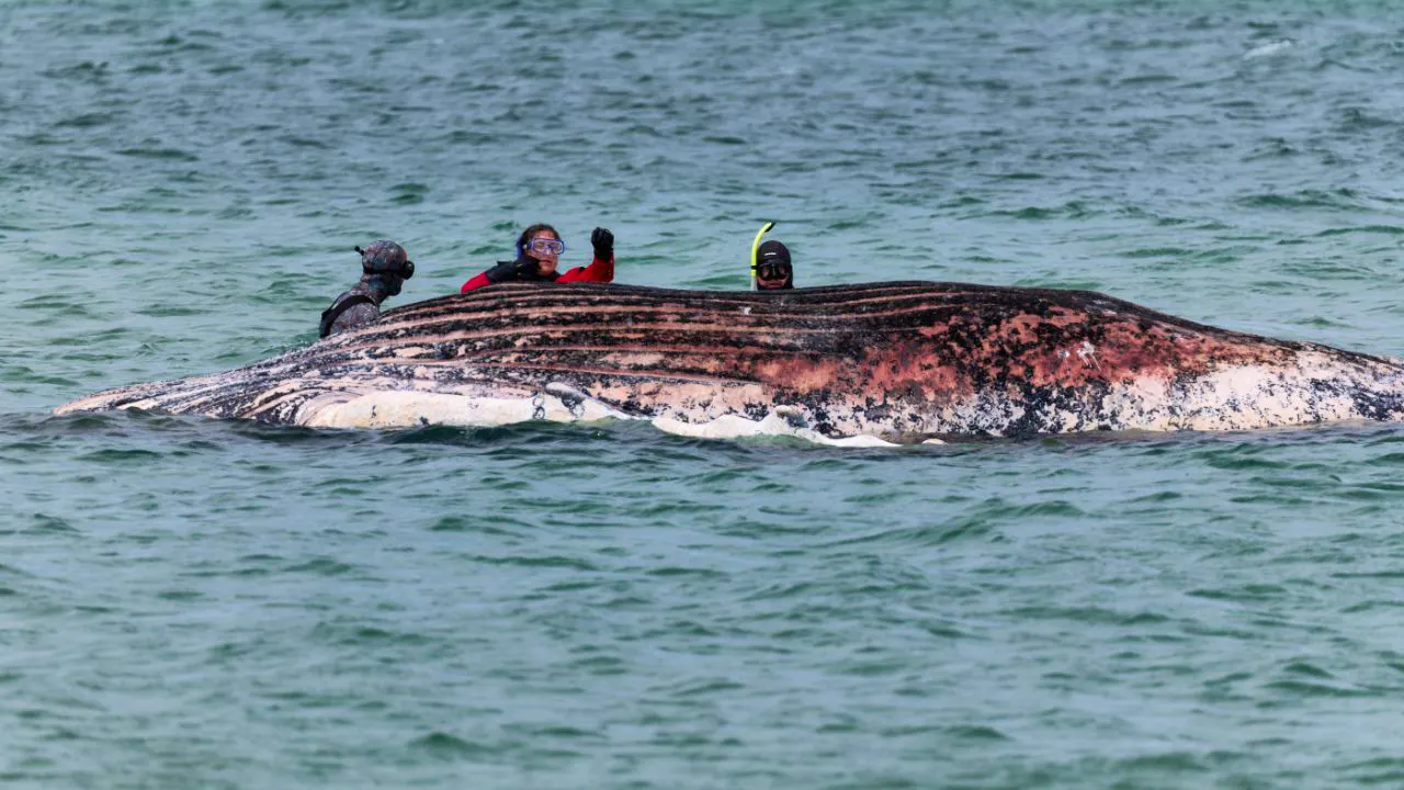 Latest news. Authorities: Dead whale off Denmark is a beached Baltic Sea whale