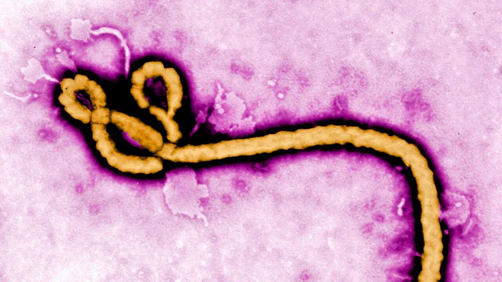Epidémie d'Ebola. L'OMS déclare une urgence de santé internationale