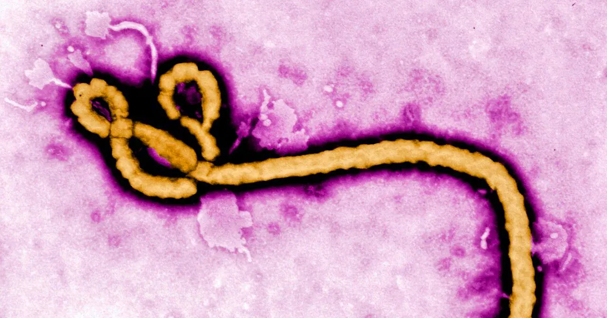 L’OMS déclare une urgence de santé internationale L’OMS déclare une urgence de santé internationale