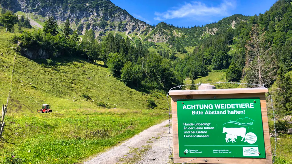 Tragödie in Osttirol. Kuhherde greift Ehepaar in Österreich an – Frau (67) tot