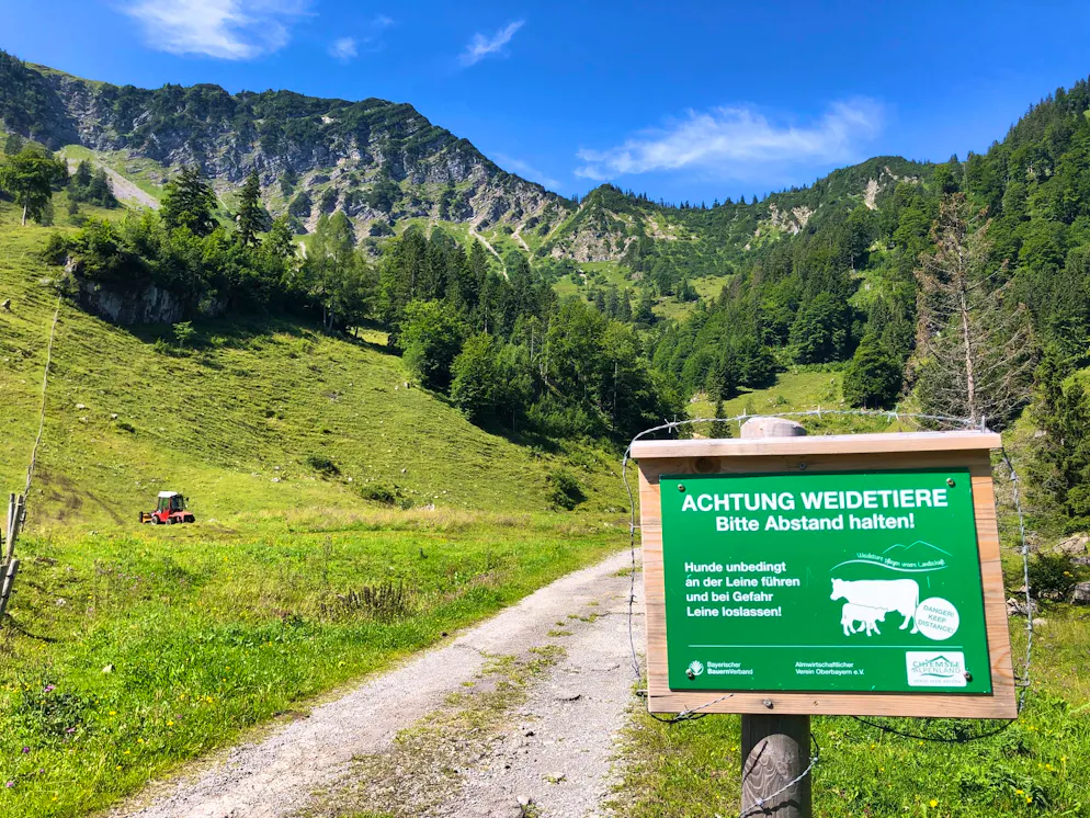 In Osttirol hat sich eine tödliche Kuh-Attacke ereignet.