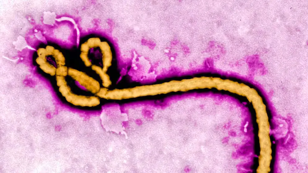 Virus letale. Ebola s'espande veloce nella Repubblica democratica del Congo. L'Oms: «È emergenza sanitaria globale»