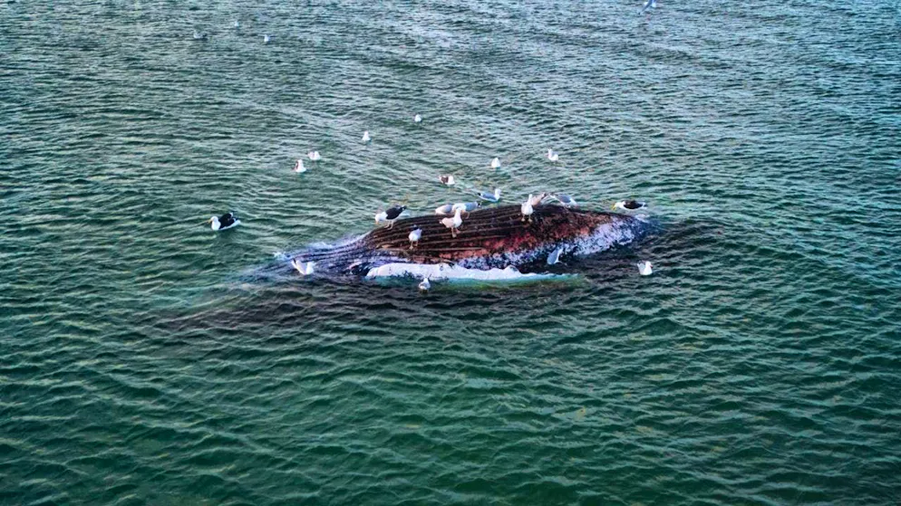 Timmy lies dead off Anholt. Denmark lets nature take its course.