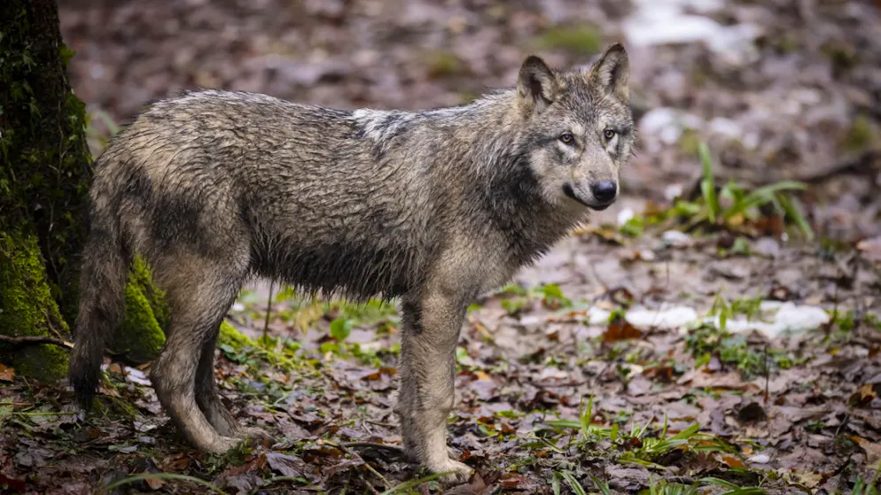 Au terme de la période de régulation 2025-2026, la Suisse comptait 30 meutes de loups vivant uniquement sur son territoire et 10 meutes transfrontalières (image d'illustration).