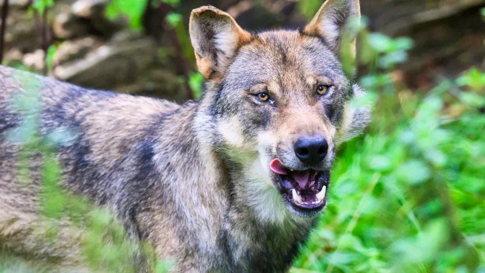 Svizzera. Lupi: le misure di regolazione danno i loro frutti