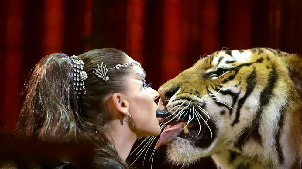 Ecco cos'è successo. Tigre fugge dal recinto e ferisce una persona, la polizia tedesca uccide l'animale