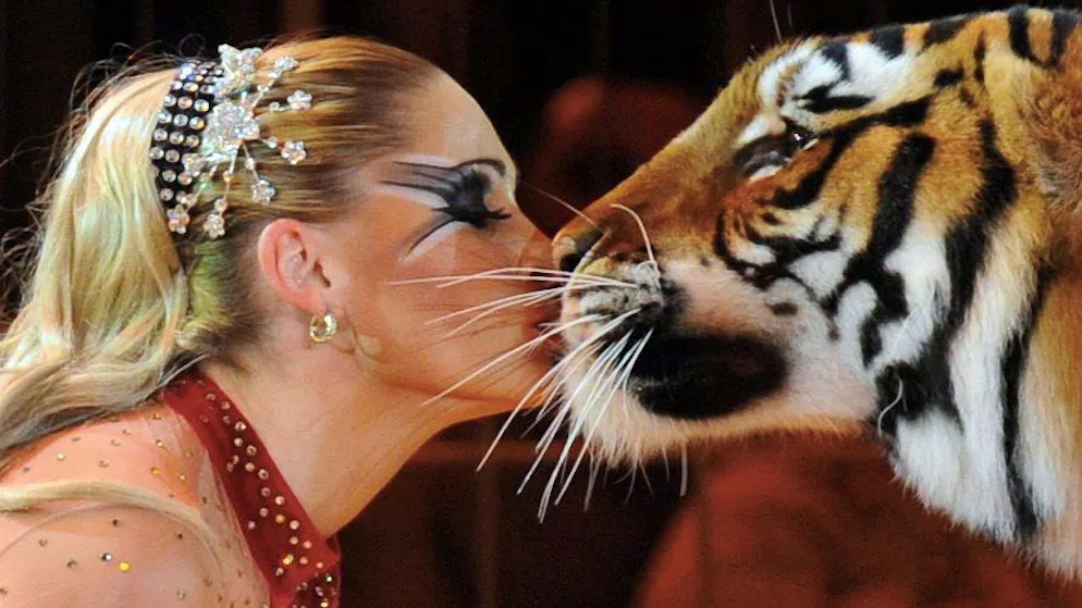 «Ich bin kein Dummchen». Grosskatze verletzt Senior – jetzt spricht die «Tigerkönigin»