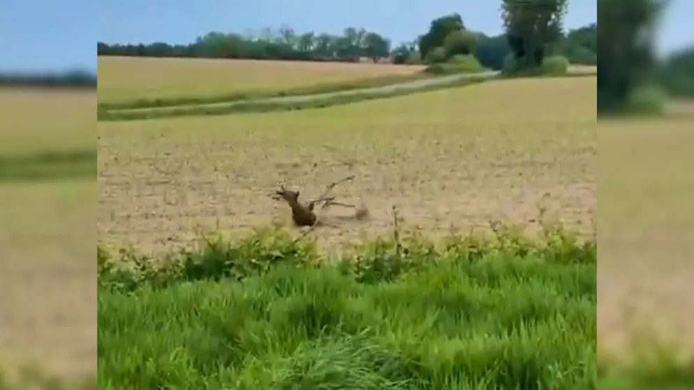 No joke. Police in France warn of drunken deer