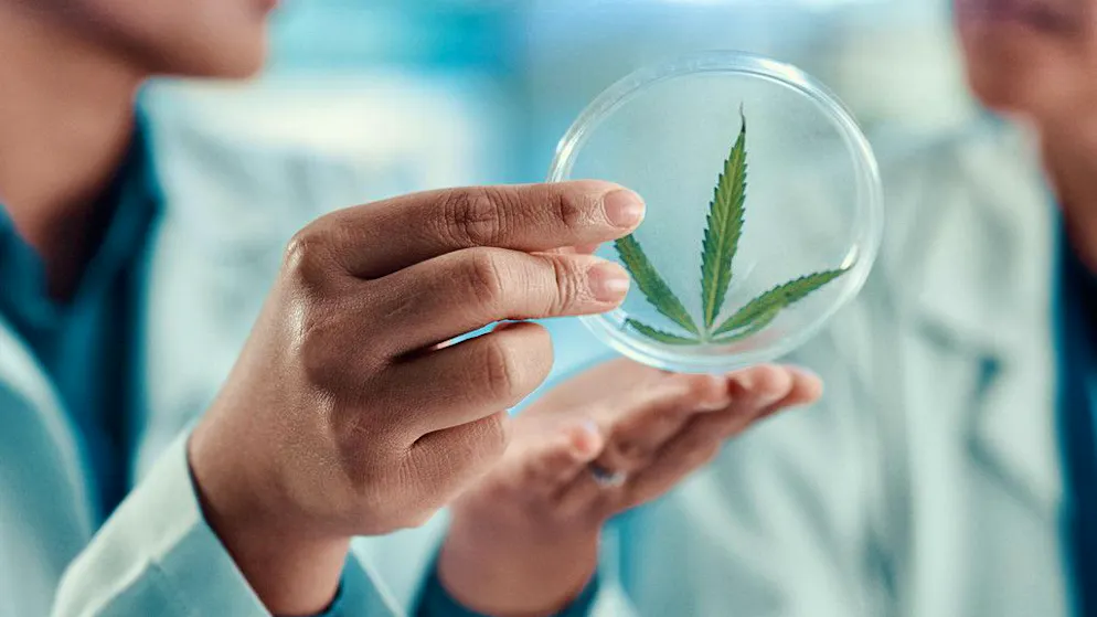 Nuovo studio. Le piante che si clonano da sole: scoperto il gene della riproduzione senza semi