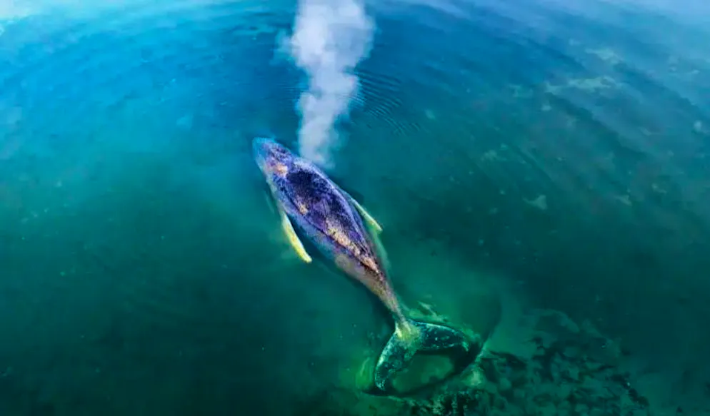 La baleine à bosse «Timmy» est morte - voici une photo d'archives datant d'avril.