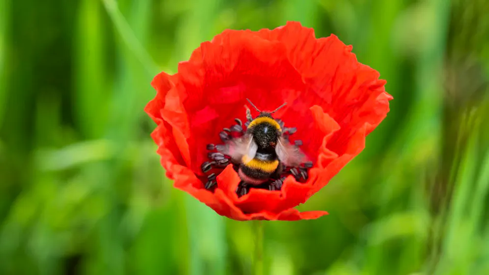 Bestäubung gerät in Gefahr. Blumen in Gärten reichen für viele Insekten nicht zum Überleben
