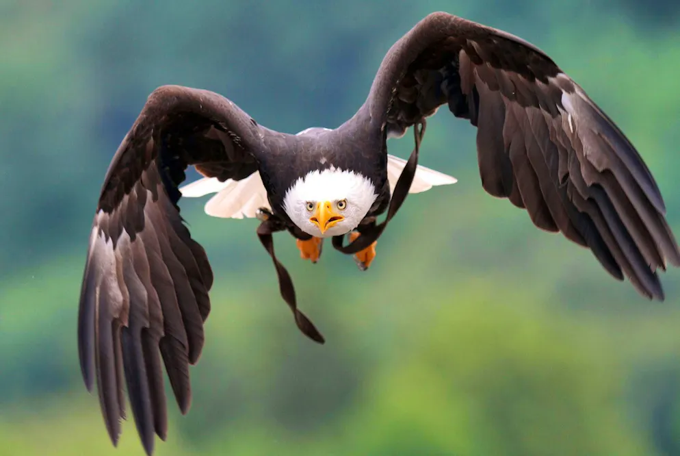 Bald eagles are protected in the USA.