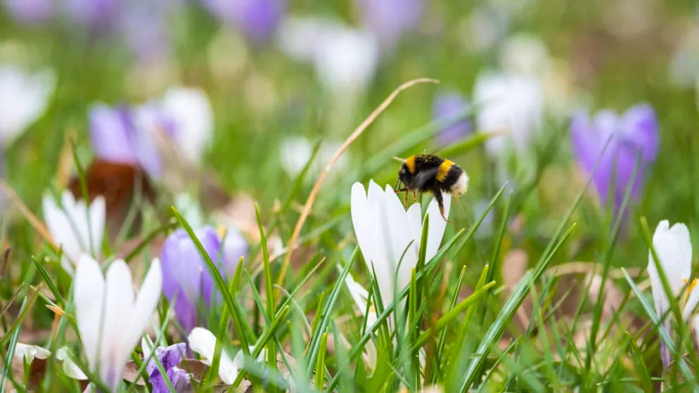 Il sondaggio. Gli svizzeri amano il verde, soprattutto se allo stato naturale