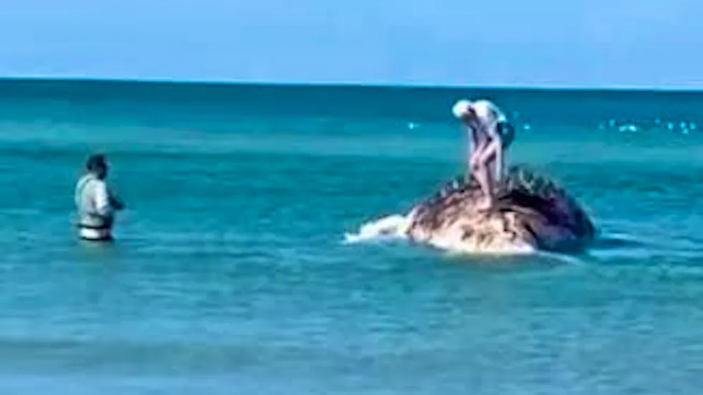 «È un animale morto!». Sale sulla carcassa della balena Timmy per farsi una foto, poi si giustifica in modo bizzarro