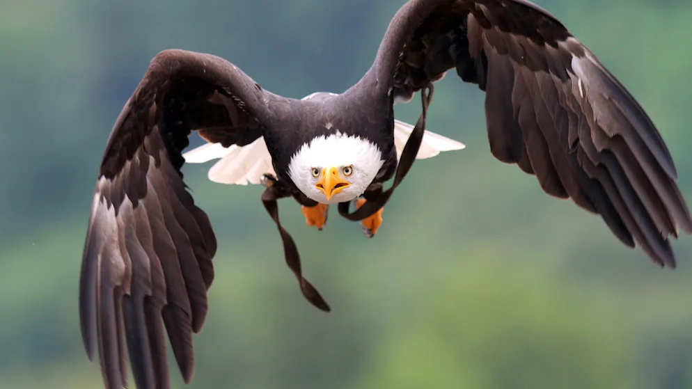 Protected animal killed. Man shoots eagle in his own garden - now he faces prison