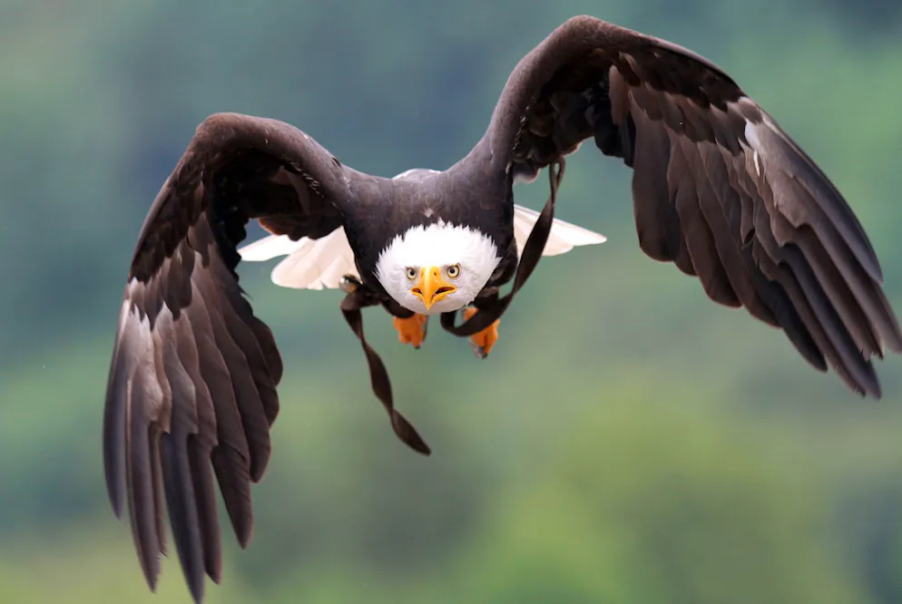 Weisskopfseeadler stehen in den USA unter Schutz.