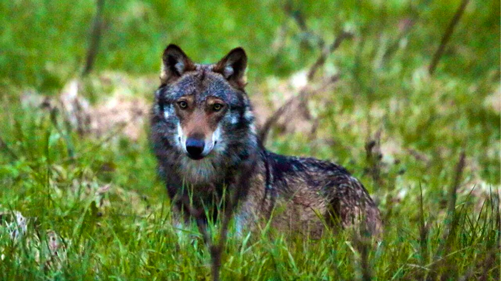 The Federal Office for the Environment has approved the regulation of a total of 115 wolves in the final phase.