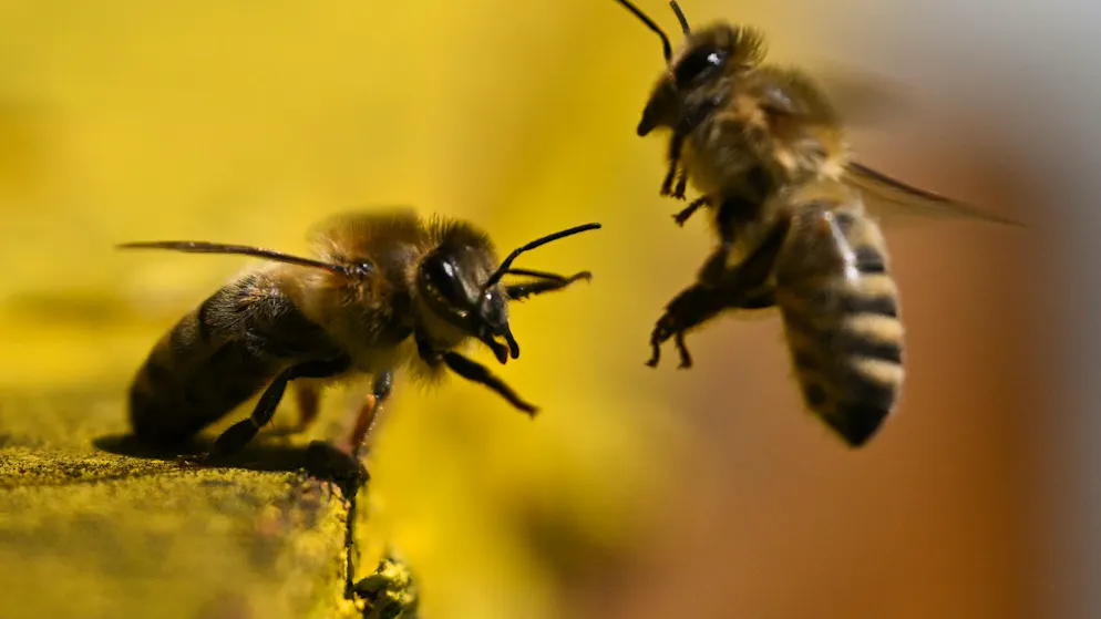 Volksinitiative lanciert. Schweizer Bienen verschwinden – jetzt soll die Verfassung helfen