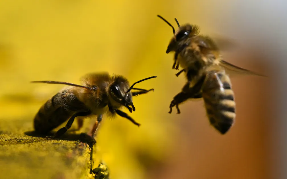 Swiss bees are disappearing - | now the constitution is supposed to help