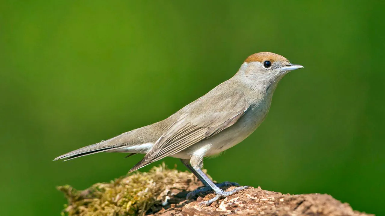 Umwelt. Mönchsgrasmücke löst Buchfinken als häufigsten Vogel ab