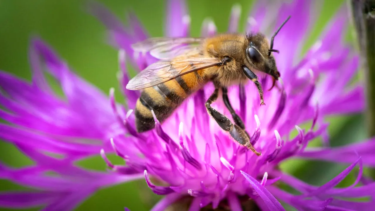 Umwelt. Neue Initiative verlangt besseren Schutz für bestäubende Insekten
