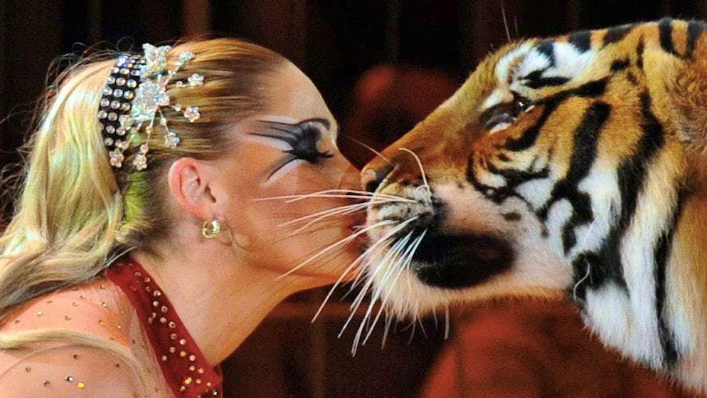 A Lipsia. Tigre fugge e ferisce un anziano, la proprietaria: «Non ho fatto nulla di male!»