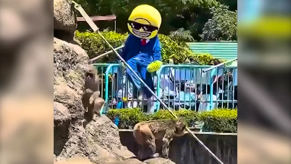 Scandalo in Giappone. Turista americano travestito entra nel recinto del macaco Punch, ecco il video