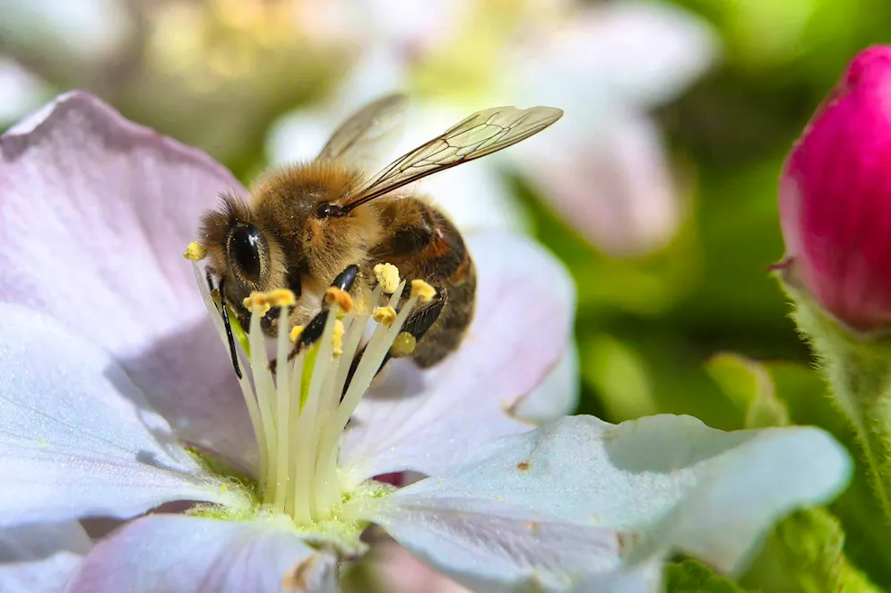 A bee covered in pollen collects nectar from an apple tree. Many wild bee species are endangered.