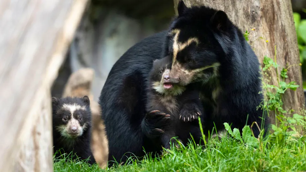 Nuove attrazioni. Allo zoo di Zurigo sono nati due cuccioli di orso dagli occhiali