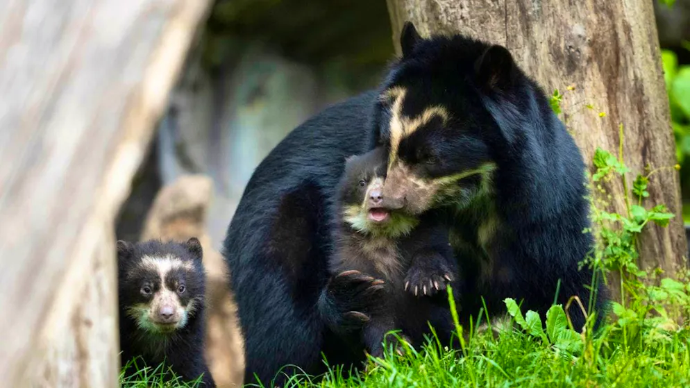 Two young spectacled bears prance through their enclosure at Zurich Zoo - Gallery. The two young spectacled bears Auki and Amaru discover the enclosure at Zurich Zoo with their mother Rica.