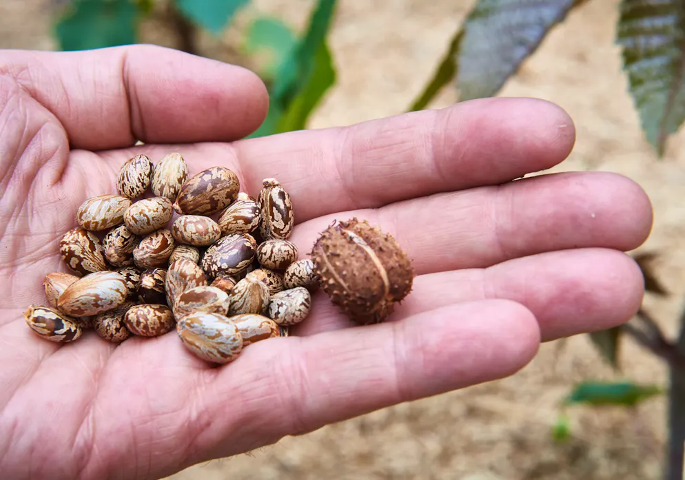 Ecco i semi del ricino, da cui deriva la tossina proteica naturale che è un veleno.