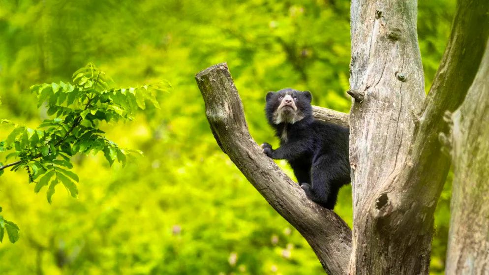 Two young spectacled bears prance through their enclosure at Zurich Zoo - Gallery. The offspring were born in January. Spectacled bears are the only large bears in South America.