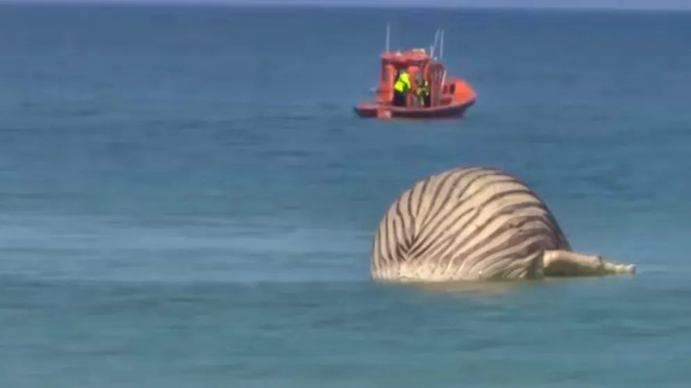 Why whales can explode after they die | blue News