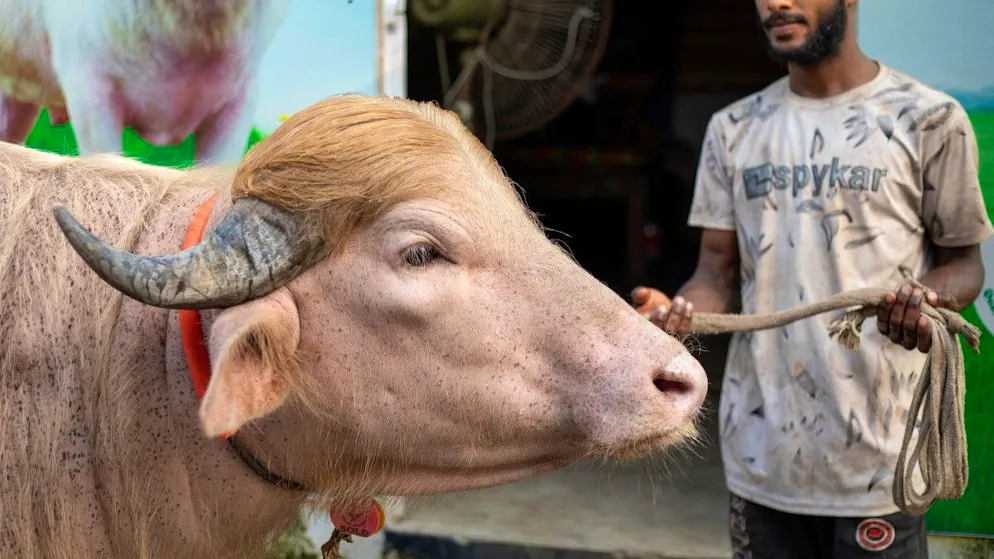 Bangladesh. Un buffle «sosie» de Donald Trump devient une star nationale