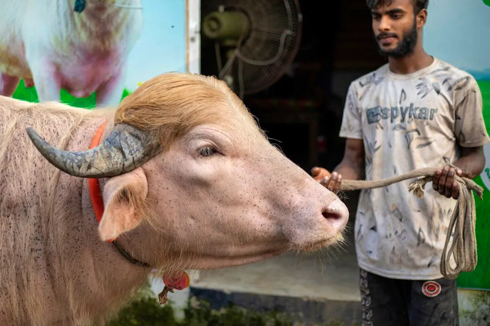 Le taureau de 700  kilos a été nommé ainsi en référence à la flamboyante chevelure blonde du président américain.