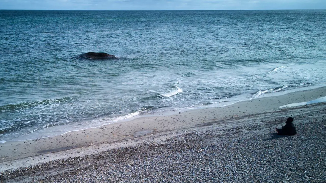 Latest news. Denmark wants to move humpback whale to the mainland