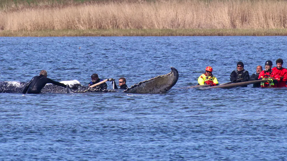 Après des semaines d’errance. Le dernier voyage de «Timmy»: la baleine morte déplacée pour une nécropsie