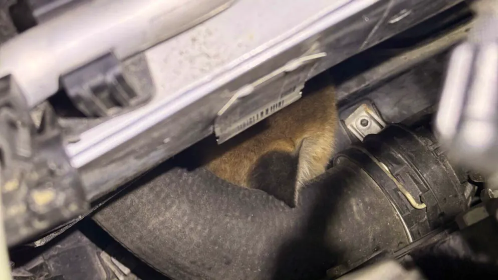 Blinde Passagiere, gut versteckt: Zwei Jungfüchse nisteten sich in Winterthur in einem Motor ein.