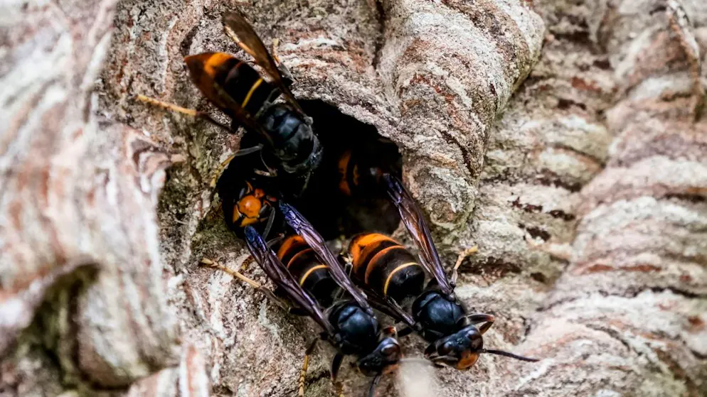 Secondo l'Ufficio retico natura e ambiente, la diffusione del calabrone asiatico può solo essere ritardata ed è molto veloce rispetto a quella di altre specie. (immagine simbolica)