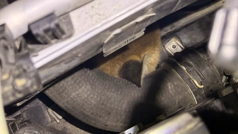 Les deux renardeaux étaient cachés à côté du moteur, sous le capot de la voiture. Ils avaient accédé probablement par un passage de roue.
