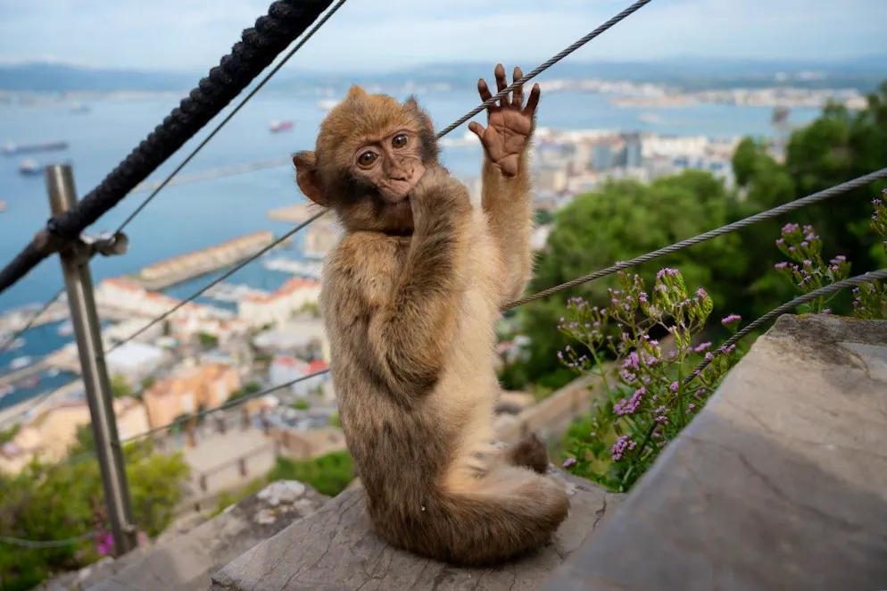 Ces primates auraient un régime alimentaire très riche en sucre, en sel, en produits laitiers que les macaques ne peuvent pas digérer. 