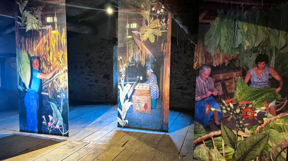 GR: il Museo del Tabacco a Brusio ricorda 150 anni di storia – Gallery. In soffitta venivano appese le foglie di tabacco ad essiccare. Nel museo delle foto ricordano quei tempi.