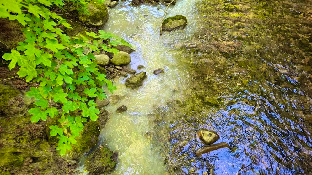 This is how the stream appeared after being polluted by cement.